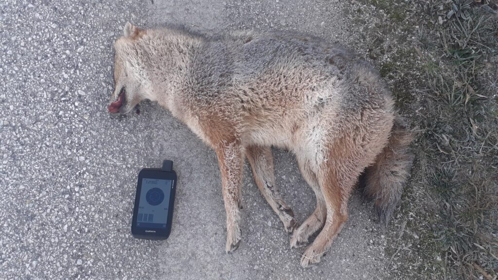 Νεκρό τσακάλι στην περιοχή της Καστοριάς