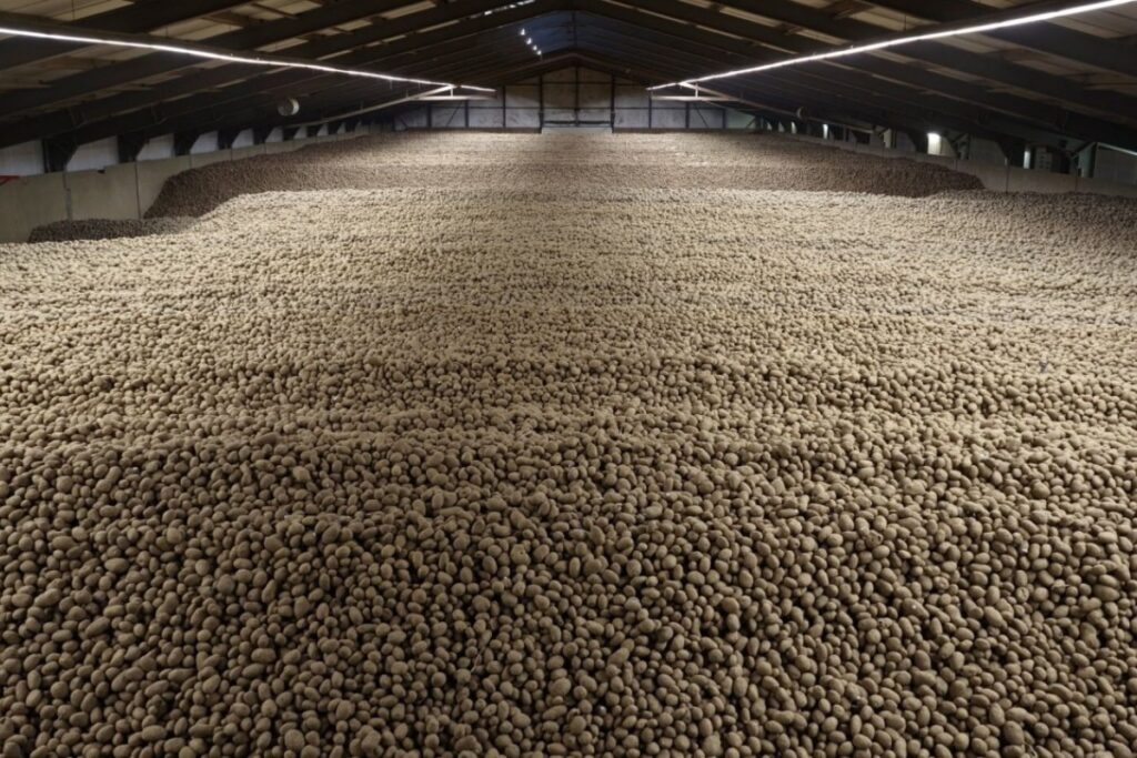 Η πόλη που γέμισε πατάτες: Το απίθανο ρεκόρ που έφερε δωρεάν διανομή