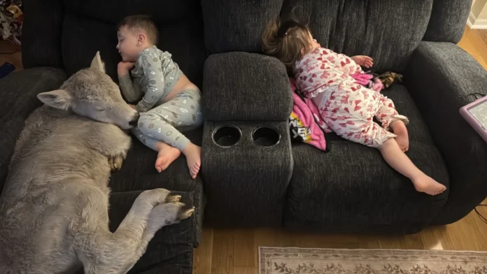 ea25b2e1-ap26029618365204