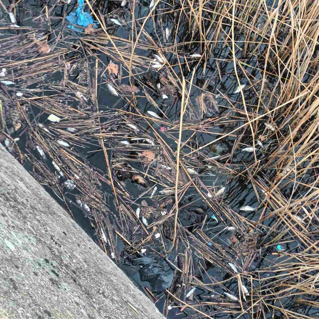 Καστοριά: Εκατοντάδες νεκρά ψάρια στις όχθες της λίμνης (φωτογραφίες)