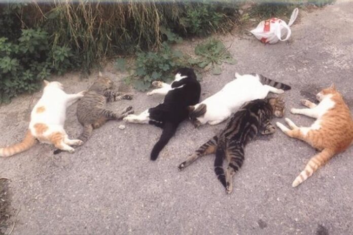 e111ffac82f32d644278d4a4c2890f6c_XL