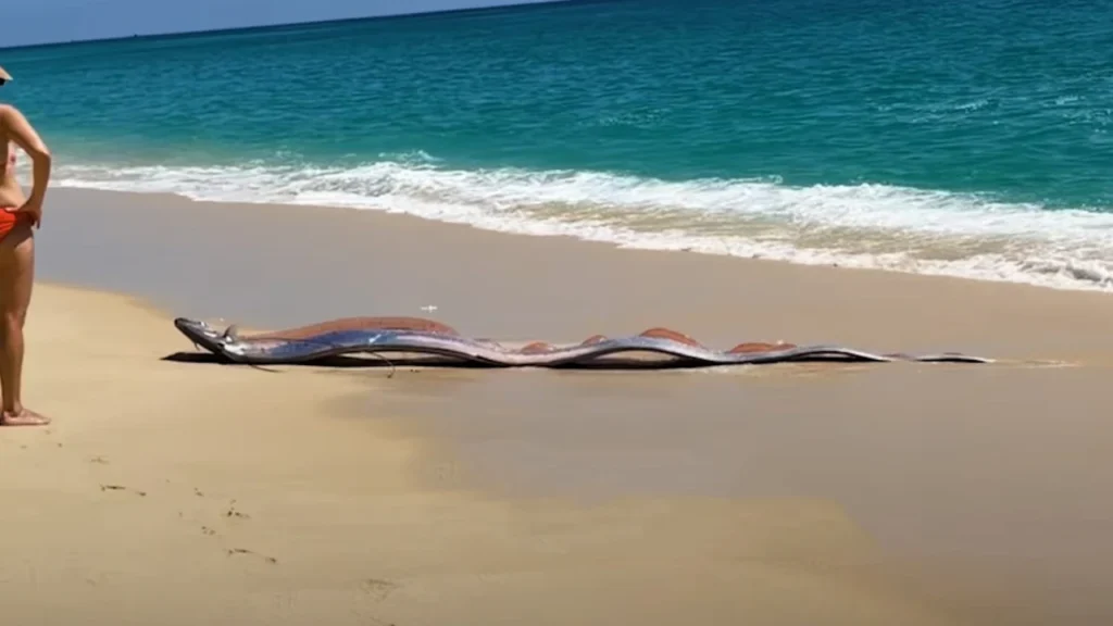 Εμφανίστηκε το «ψάρι της Αποκάλυψης» μήκους 9 μέτρων – Ο θρύλος που συνδέεται με σεισμούς και καταστροφές (pics, vid)