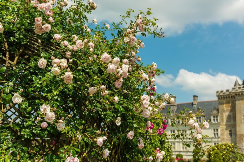 6 πανέμορφα ανοιξιάτικα λουλούδια που θα κάνουν τους περαστικούς να χαζεύουν το μπαλκόνι σου