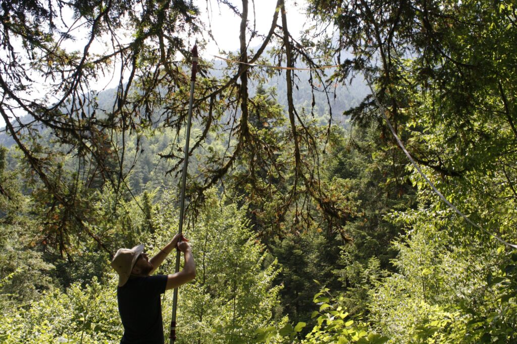 Το «δέντρο του θανάτου» στον Ολυμπο που πολεμά τον καρκίνο