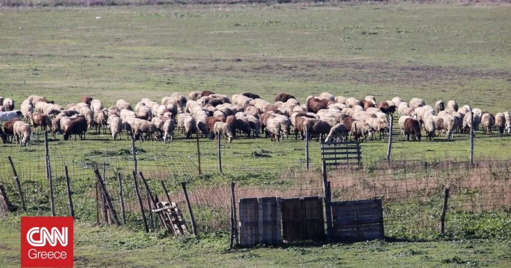 «Φρένο» στις μετακινήσεις κτηνοτρόφων στη Δυτική Μακεδονία λόγω ξαφνικής αλλαγής της εγκυκλίου για την ευλογιά – Έντονος προβληματισμός της Περιφέρειας